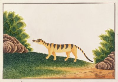 Banded Palm Civet, from Drawings of Animals, Insects and Reptiles from Malacca by Chinese School